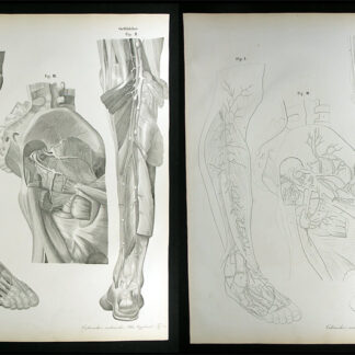 Erdl, M(ichael) P(ius) (1815-1848): - Gefässlehre.