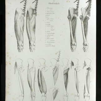 Oesterreicher, Johann Heinrich (1805-1843): - Muskeln des Oberschenkels.