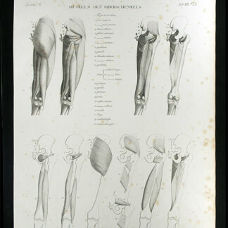 Oesterreicher, Johann Heinrich (1805-1843): - Muskeln des Oberschenkels.