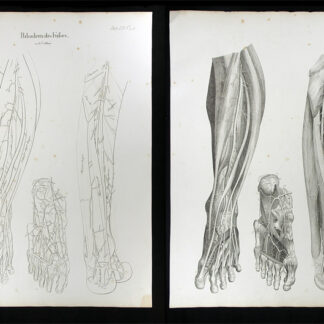 Oesterreicher, Johann Heinrich (1805-1843): - Pulsadern des Fusses.