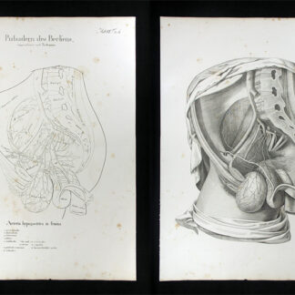 Oesterreicher, Johann Heinrich (1805-1843): - Pulsadern des Beckens - Arteria hypogastrica in femina.