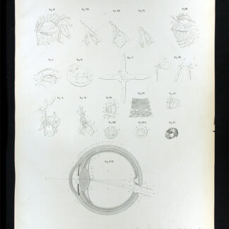 Erdl, M(ichael) P(ius) (1815-1848): - Nervenlehre.