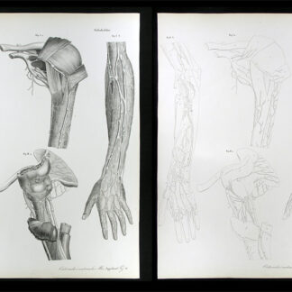 Erdl, M(ichael) P(ius) (1815-1848): - Gefässlehre.