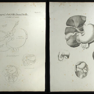 Oesterreicher, Johann Heinrich (1805-1843): - Magen, Leber, Milz, Darm, Drüse.