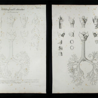 Oesterreicher, Johann Heinrich (1805-1843): - Kehlkopf und Luftröhre.