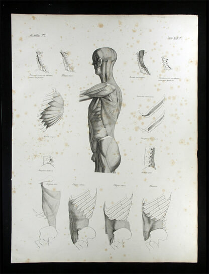 Oesterreicher, Johann Heinrich (1805-1843): - Muskellehre.