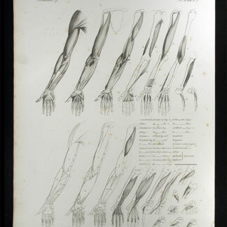 Oesterreicher, Johann Heinrich (1805-1843): - Muskellehre.