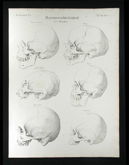 Oesterreicher, Johann Heinrich (1805-1843): - Racenverschiedenheit.