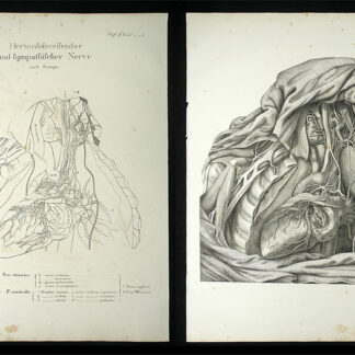 Oesterreicher, Johann Heinrich (1805-1843): - Herumschweifender und sympathischer Nerve.