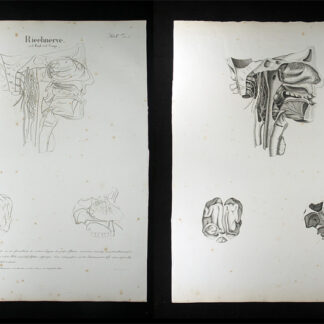 Oesterreicher, Johann Heinrich (1805-1843): - Riechnerve.