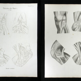 Oesterreicher, Johann Heinrich (1805-1843): - Pulsadern des Knie's - Arteriae articulares.