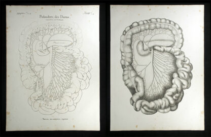 Oesterreicher, Johann Heinrich (1805-1843): - Pulsadern des Darms - Arteria mesenterica superior.