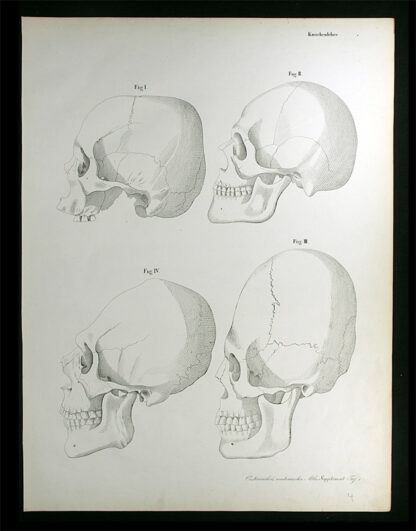 Erdl, M(ichael) P(ius) (1815-1848): - Knochenlehre.