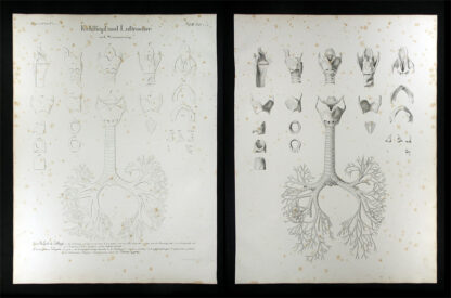 Oesterreicher, Johann Heinrich (1805-1843): - Kehlkopf und Luftröhre.