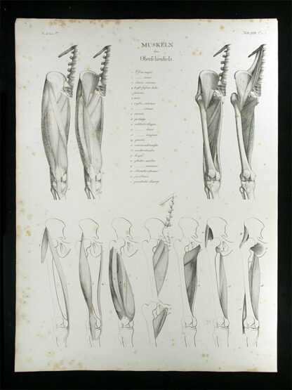 Oesterreicher, Johann Heinrich (1805-1843): - Muskeln des Oberschenkels.