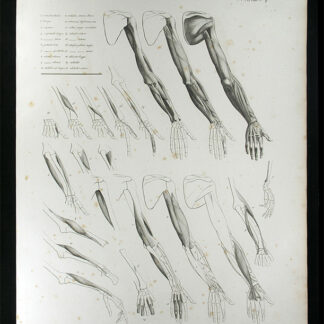 Oesterreicher, Johann Heinrich (1805-1843): - Muskellehre.