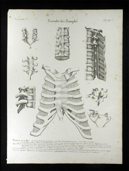 Oesterreicher, Johann Heinrich (1805-1843): - Baender des Rumpfes.