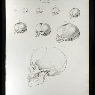 Oesterreicher, Johann Heinrich (1805-1843): - Cephalogenesis.