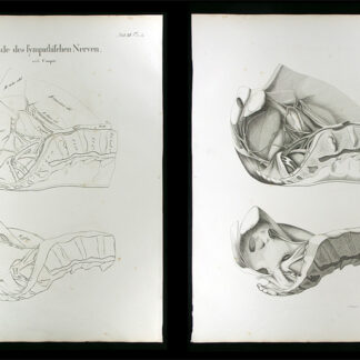 Oesterreicher, Johann Heinrich (1805-1843): - Ende des sympathischen Nerven.