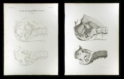 Oesterreicher, Johann Heinrich (1805-1843): - Ende des sympathischen Nerven.