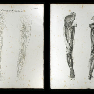 Oesterreicher, Johann Heinrich (1805-1843): - Nerven des Schenkels.