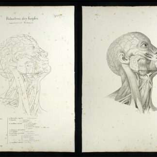 Oesterreicher, Johann Heinrich (1805-1843): - Pulsadern des Kopfes - Carotis communis.