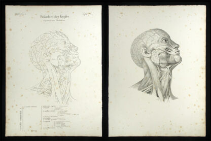 Oesterreicher, Johann Heinrich (1805-1843): - Pulsadern des Kopfes - Carotis communis.