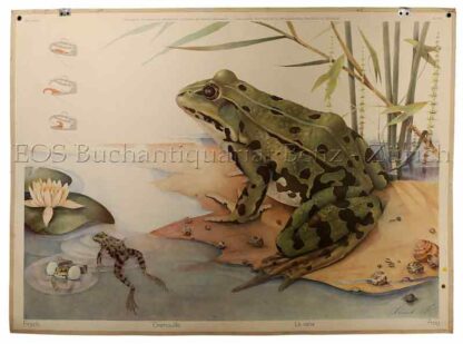 Schmid, Karl (*1916): - Frosch, Grenouille, La rana, Frog.