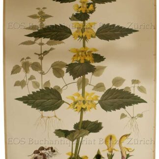 Seitz, Marta: - Goldnessel - Lamium Galeobdolon - Le lamier jaune - L'ortica morta - Yellow blind nettle.