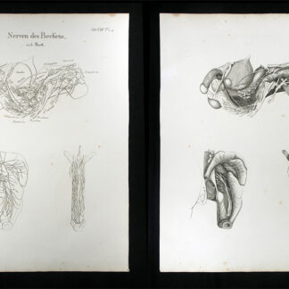 Oesterreicher, Johann Heinrich (1805-1843): - Nerven des Beckens.