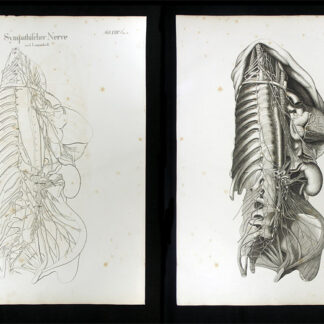 Oesterreicher, Johann Heinrich (1805-1843): - Sympathischer Nerve.