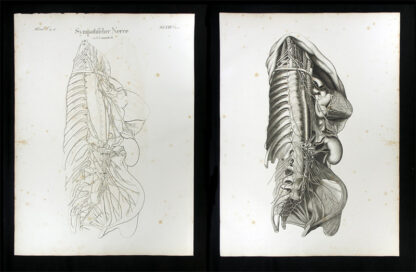 Oesterreicher, Johann Heinrich (1805-1843): - Sympathischer Nerve.