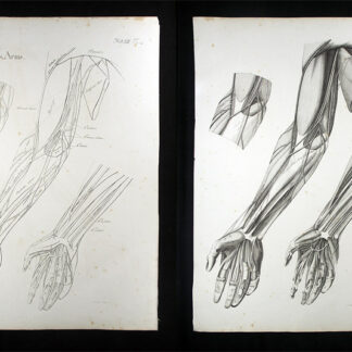 Oesterreicher, Johann Heinrich (1805-1843): - Nerven des Arms.