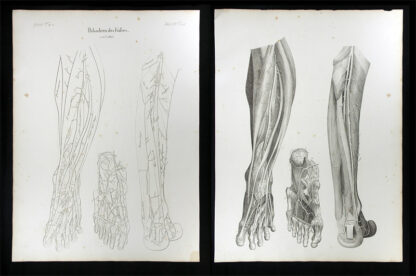 Oesterreicher, Johann Heinrich (1805-1843): - Pulsadern des Fusses.