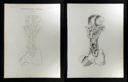 Oesterreicher, Johann Heinrich (1805-1843): - Pulsadern des Halses und Kopfes.