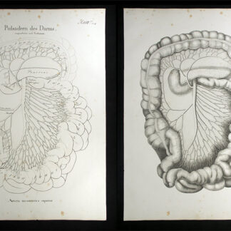 Oesterreicher, Johann Heinrich (1805-1843): - Pulsadern des Darms - Arteria mesenterica superior.