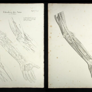 Oesterreicher, Johann Heinrich (1805-1843): - Pulsadern des Arms.