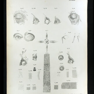 Erdl, M(ichael) P(ius) (1815-1848): - Nervenlehre.