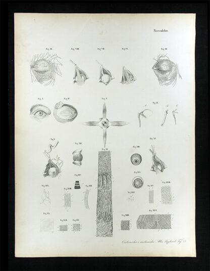 Erdl, M(ichael) P(ius) (1815-1848): - Nervenlehre.