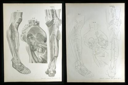 Erdl, M(ichael) P(ius) (1815-1848): - Gefässlehre.