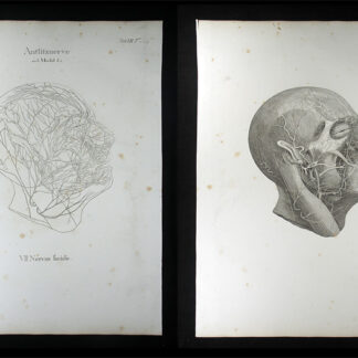 Oesterreicher, Johann Heinrich (1805-1843): - Antlitznerve. VII. Nervus facialis.