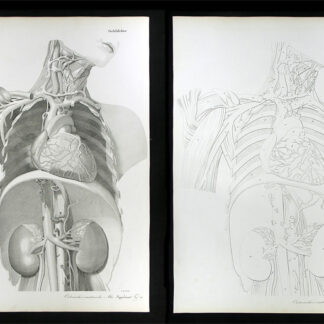 Erdl, M(ichael) P(ius) (1815-1848): - Gefässlehre.