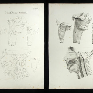 Oesterreicher, Johann Heinrich (1805-1843): - Mund, Zunge, Schlund.