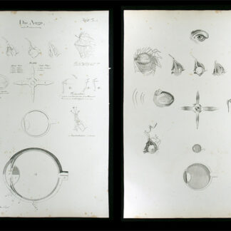 Oesterreicher, Johann Heinrich (1805-1843): - Das Auge.