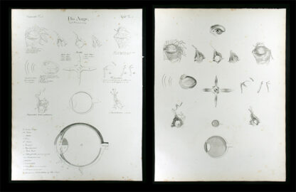 Oesterreicher, Johann Heinrich (1805-1843): - Das Auge.