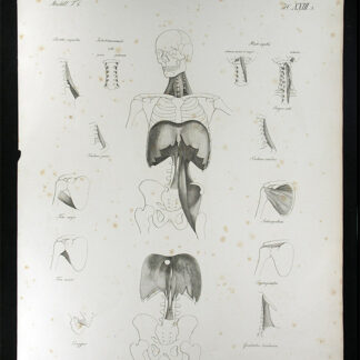 Oesterreicher, Johann Heinrich (1805-1843): - Muskellehre.