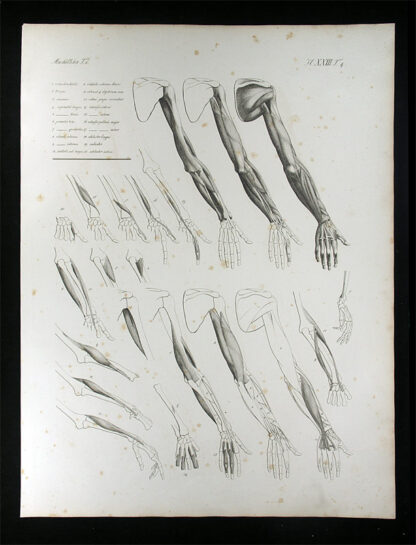 Oesterreicher, Johann Heinrich (1805-1843): - Muskellehre.