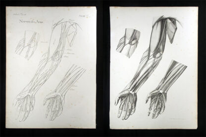 Oesterreicher, Johann Heinrich (1805-1843): - Nerven des Arms.