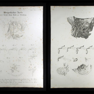 Oesterreicher, Johann Heinrich (1805-1843): - Dreigetheilter Nerve.