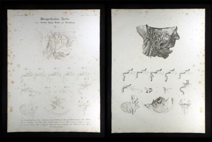 Oesterreicher, Johann Heinrich (1805-1843): - Dreigetheilter Nerve.